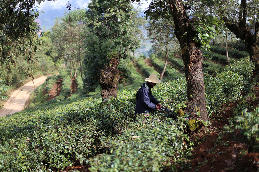 1kg BIO Blue Mountain Oolong Yunnan loser schwarzer Tee